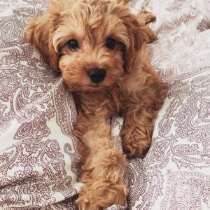 Meet your Posher, Ella